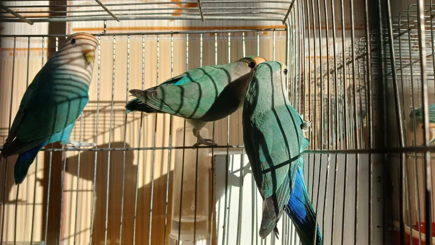 سه عدد کوتوله برزیلی جوان  وخوش رنگ|پرنده|فرخ‌شهر, |دیوار