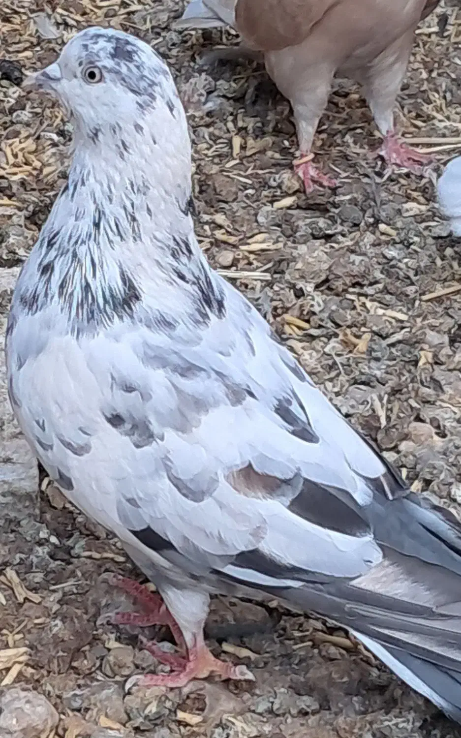 کبوتر پرشی|پرنده|رامند, |دیوار