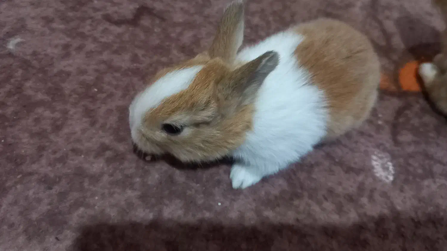 بچه خرگوش میکس خوش رنگ و چشم اشکی|موش و خرگوش|گرگان, |دیوار