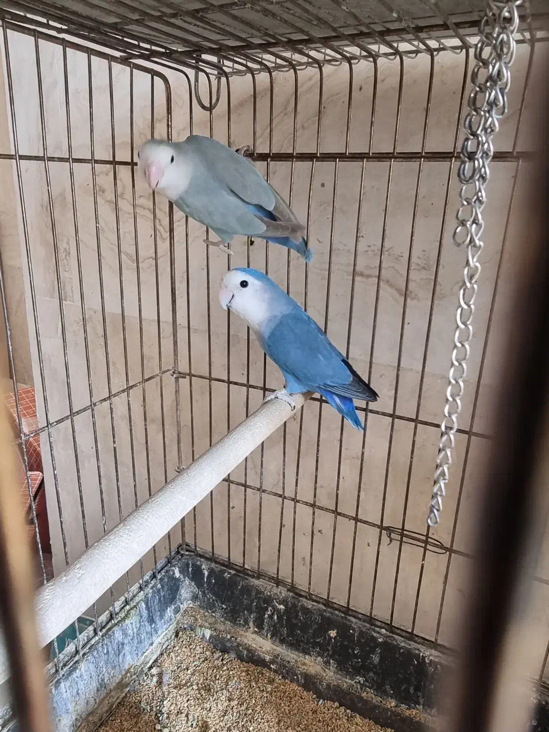 طوطی برزیلی مولد و عروس هلندی لوتینو مولد|پرنده|بومهن, |دیوار