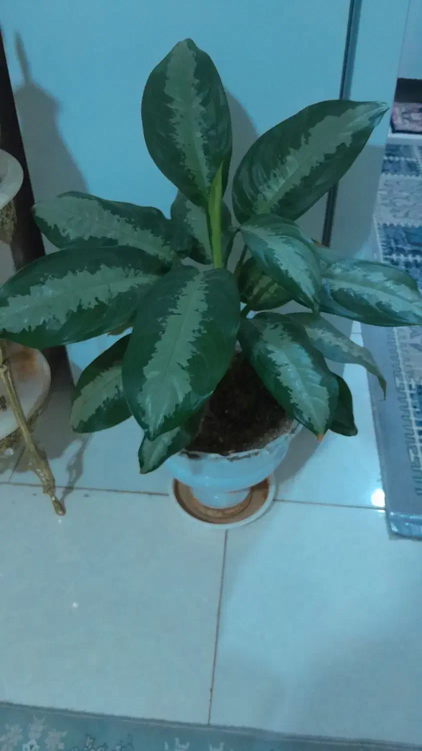 گل شفاف هردوههفته برگ جدید میده|گل و گیاه طبیعی|نیشابور, فیض آباد|دیوار