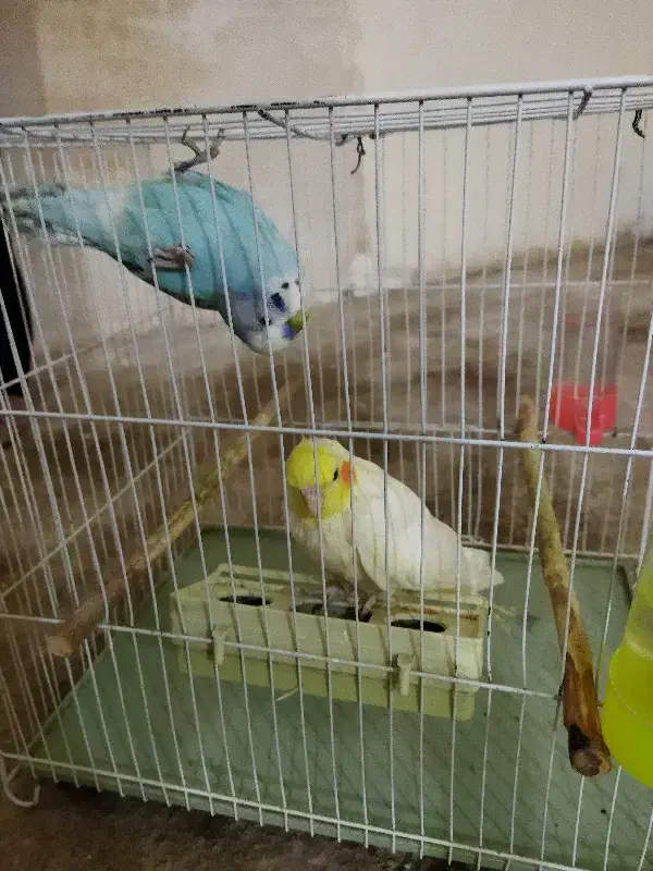 عروس هلندی|پرنده|گلبهار, شهر جدید گلبهار|دیوار