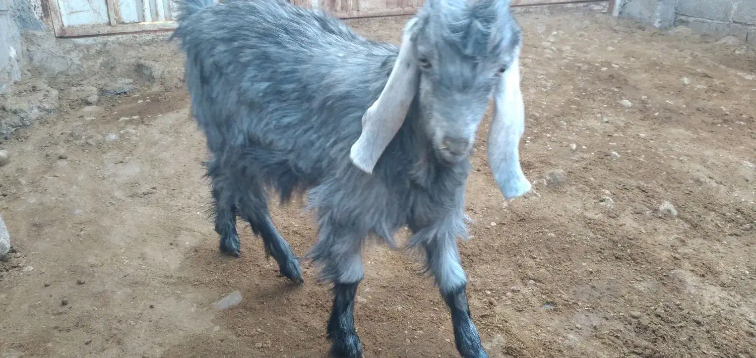 کهره ماده جفت دوقلو|حیوانات مزرعه|داراب, |دیوار