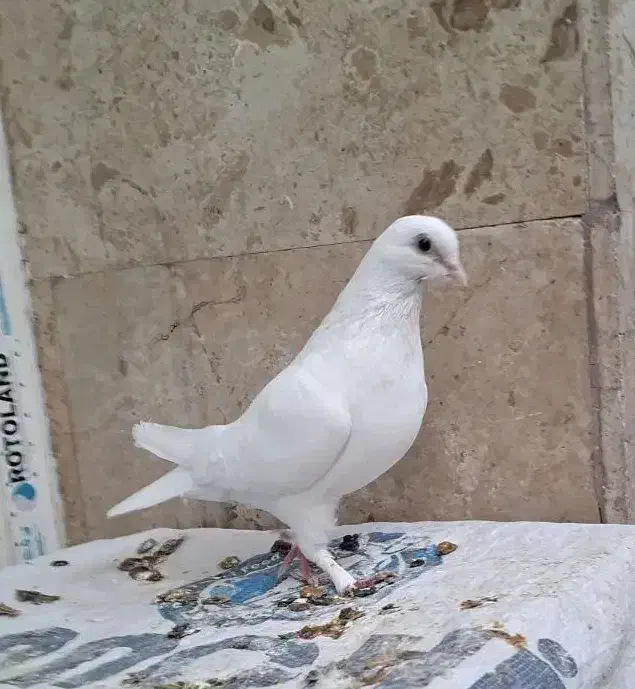 کبوتر سفید حندقی ماده|پرنده|قم, انسجام|دیوار