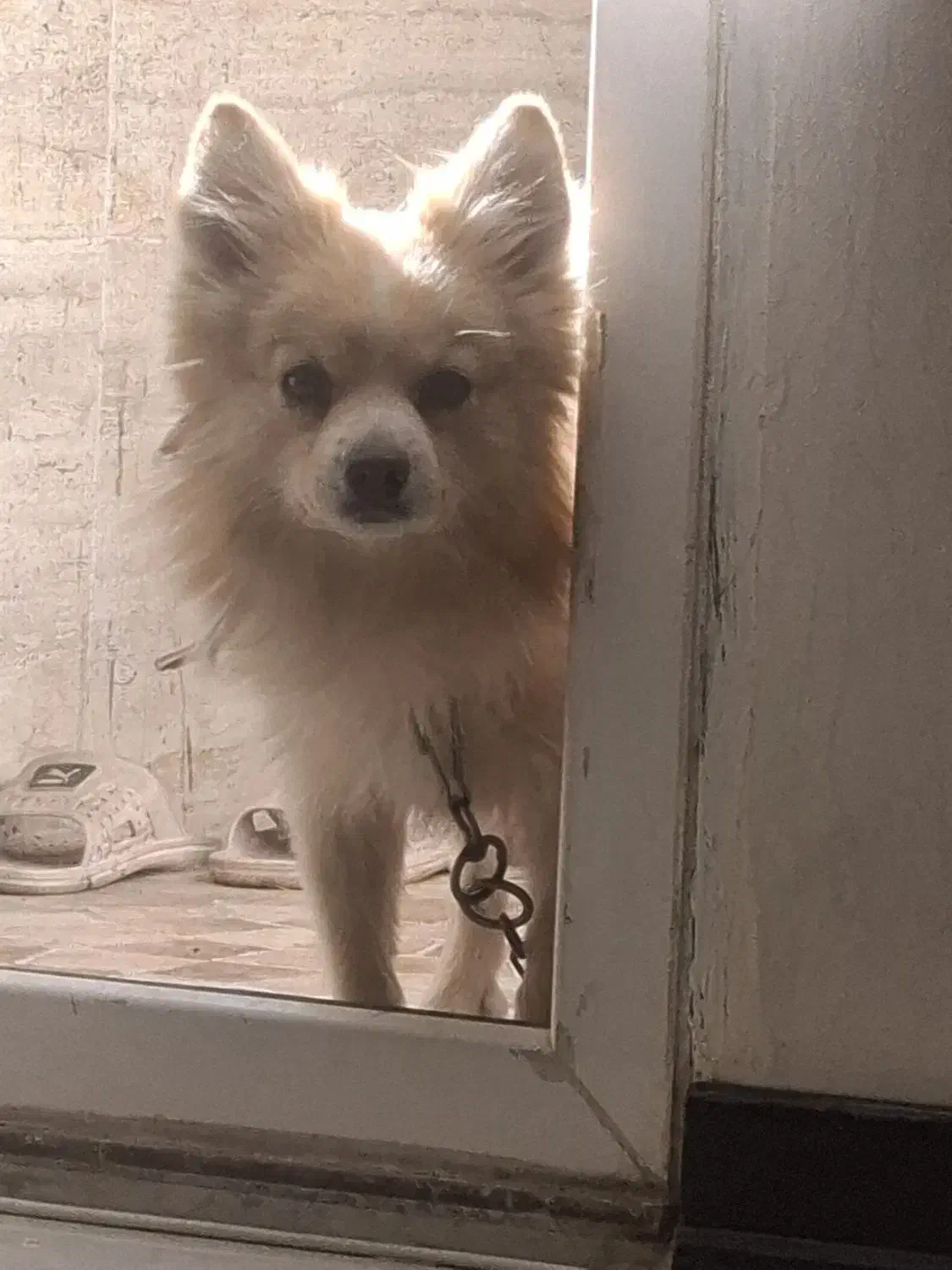 گمشده|سگ|زاهدان, |دیوار