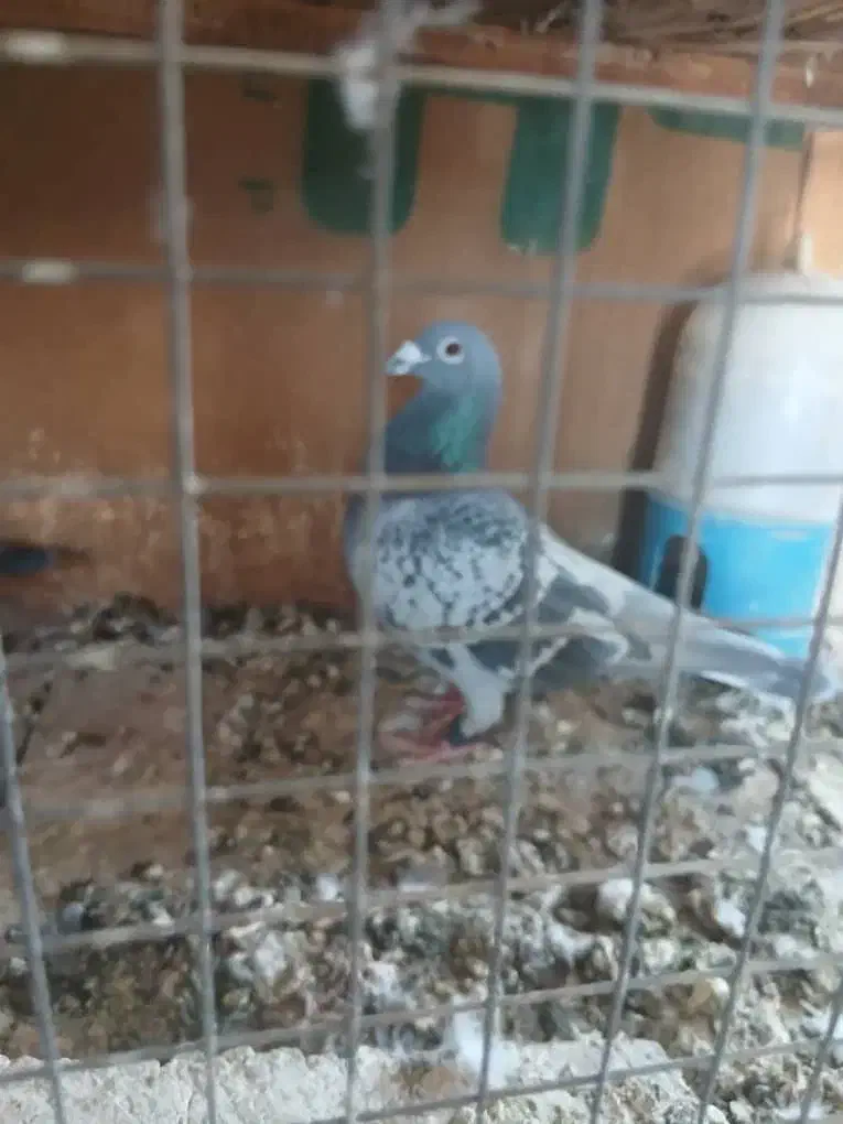 نرعربستان|پرنده|کارون, |دیوار