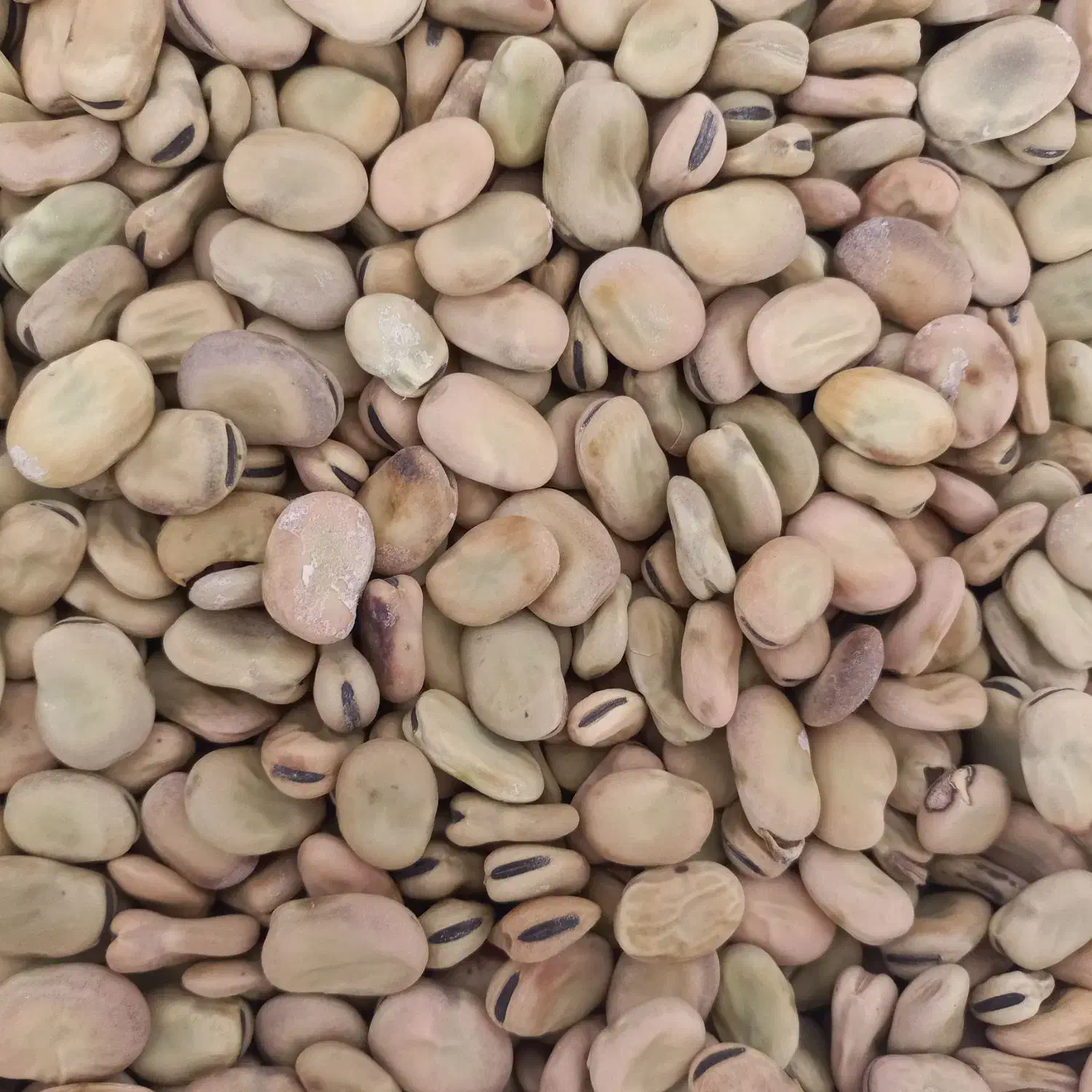 باقلای خشک|خوردنی و آشامیدنی|نوکنده, |دیوار