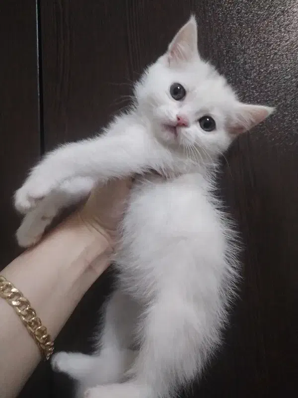 گربه بیریتیش سفیدو اسکاتیش پرشین مشکی|گربه|تهران, انبار نفت|دیوار