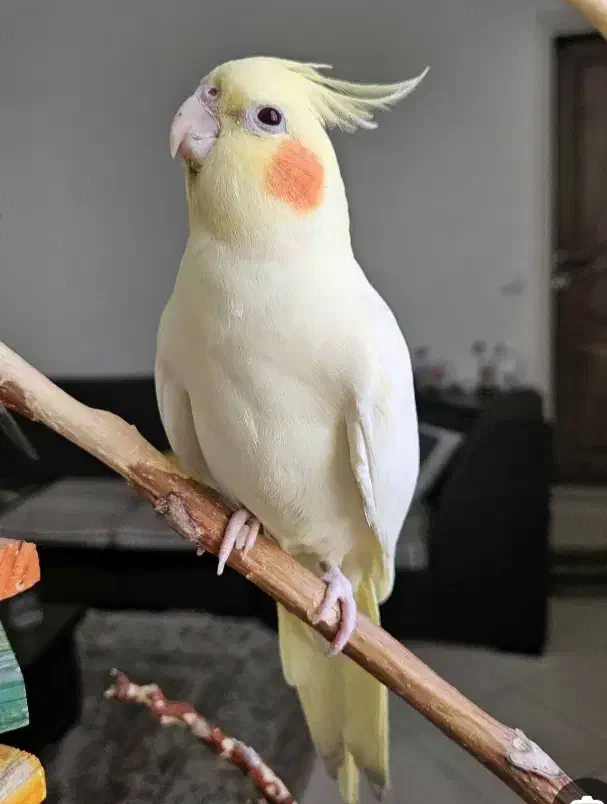 عروس هلندی ومرغ عشق|پرنده|اندیمشک, |دیوار