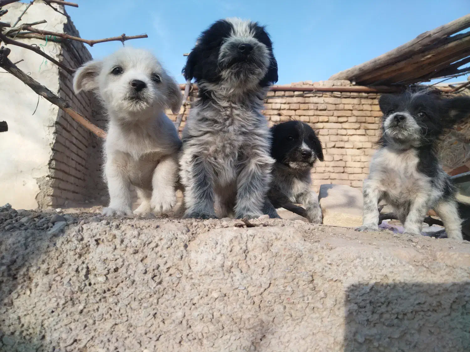 سگ شیتزو|سگ|قوچان, |دیوار