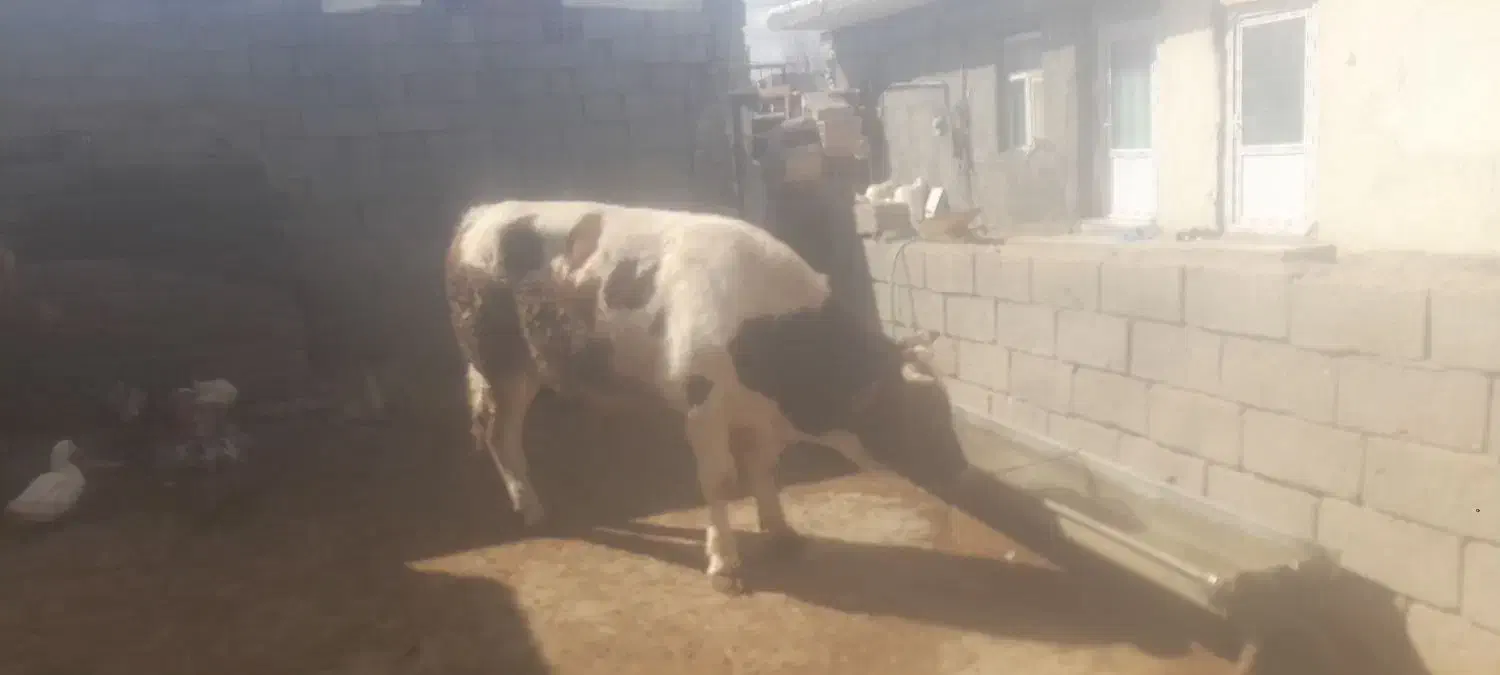 فروش|حیوانات مزرعه|هشترود, |دیوار