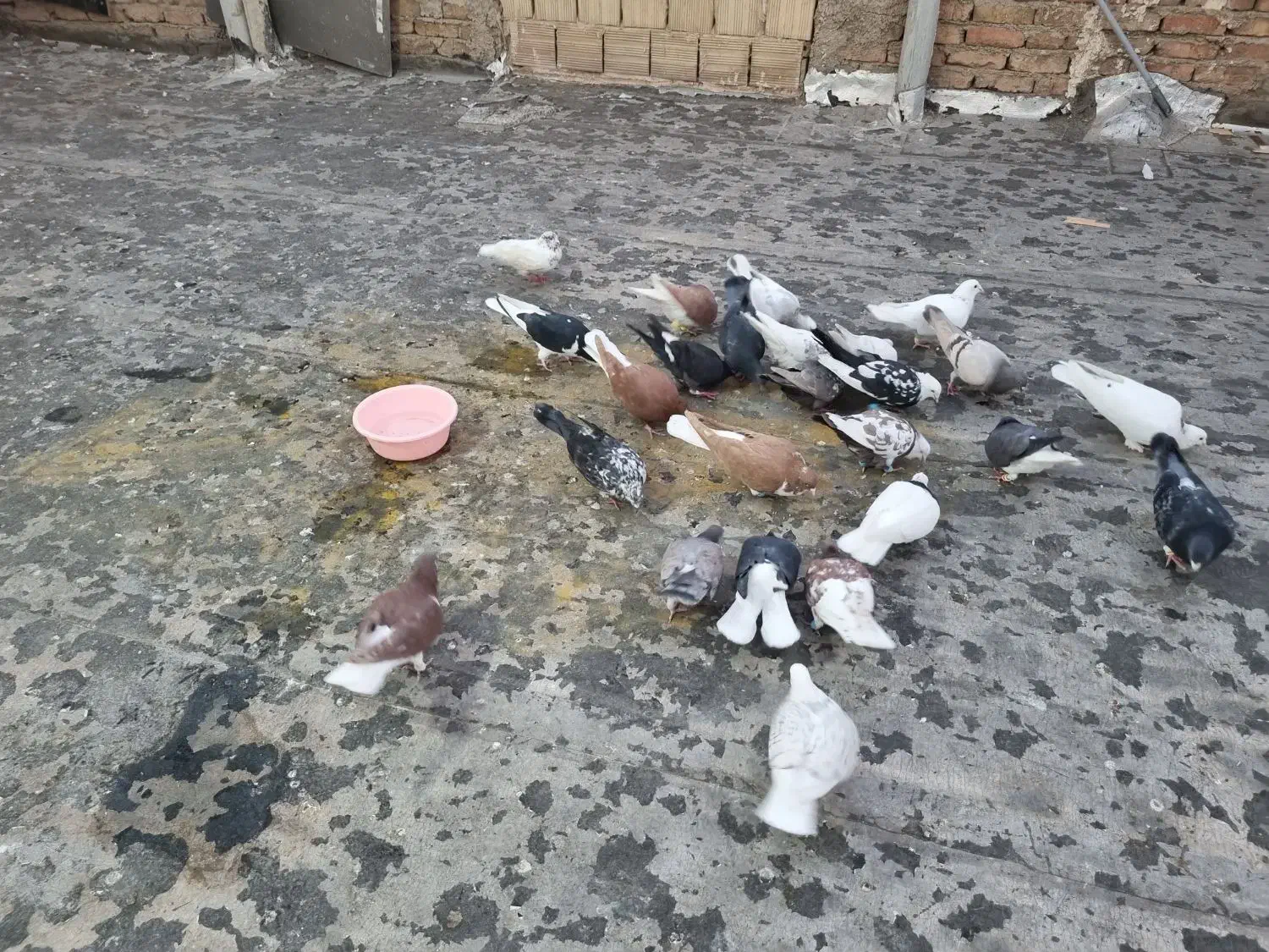 کفترا پرشی رنگی|پرنده|قزوین, |دیوار