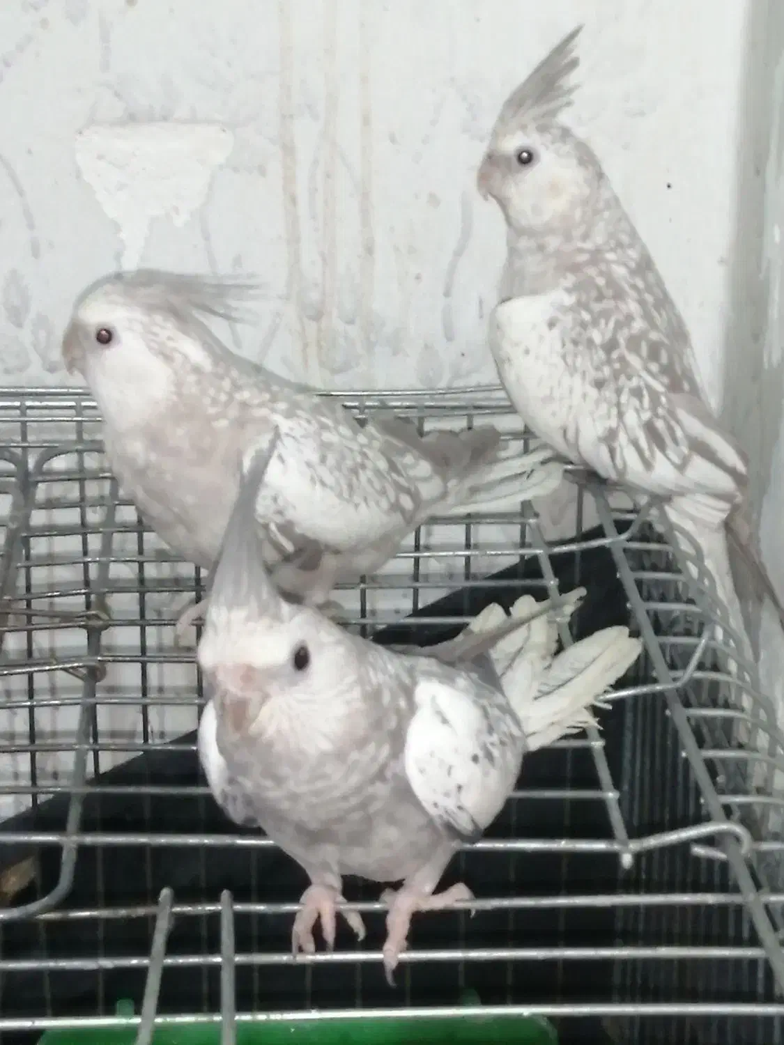 3 عدد عروس هلندی نژاد کم یاب ایزابلا|پرنده|اهواز, پردیس دو|دیوار