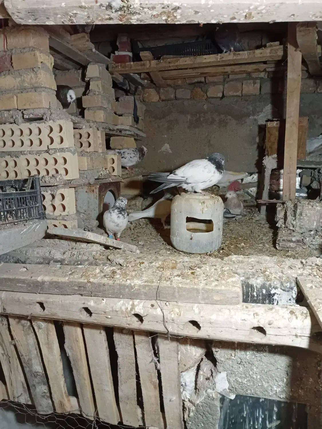 پرنده|پرنده|رزن, |دیوار