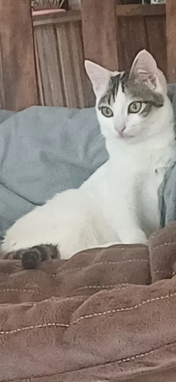 واگذاری گربه خونگی|گربه|آستارا, |دیوار