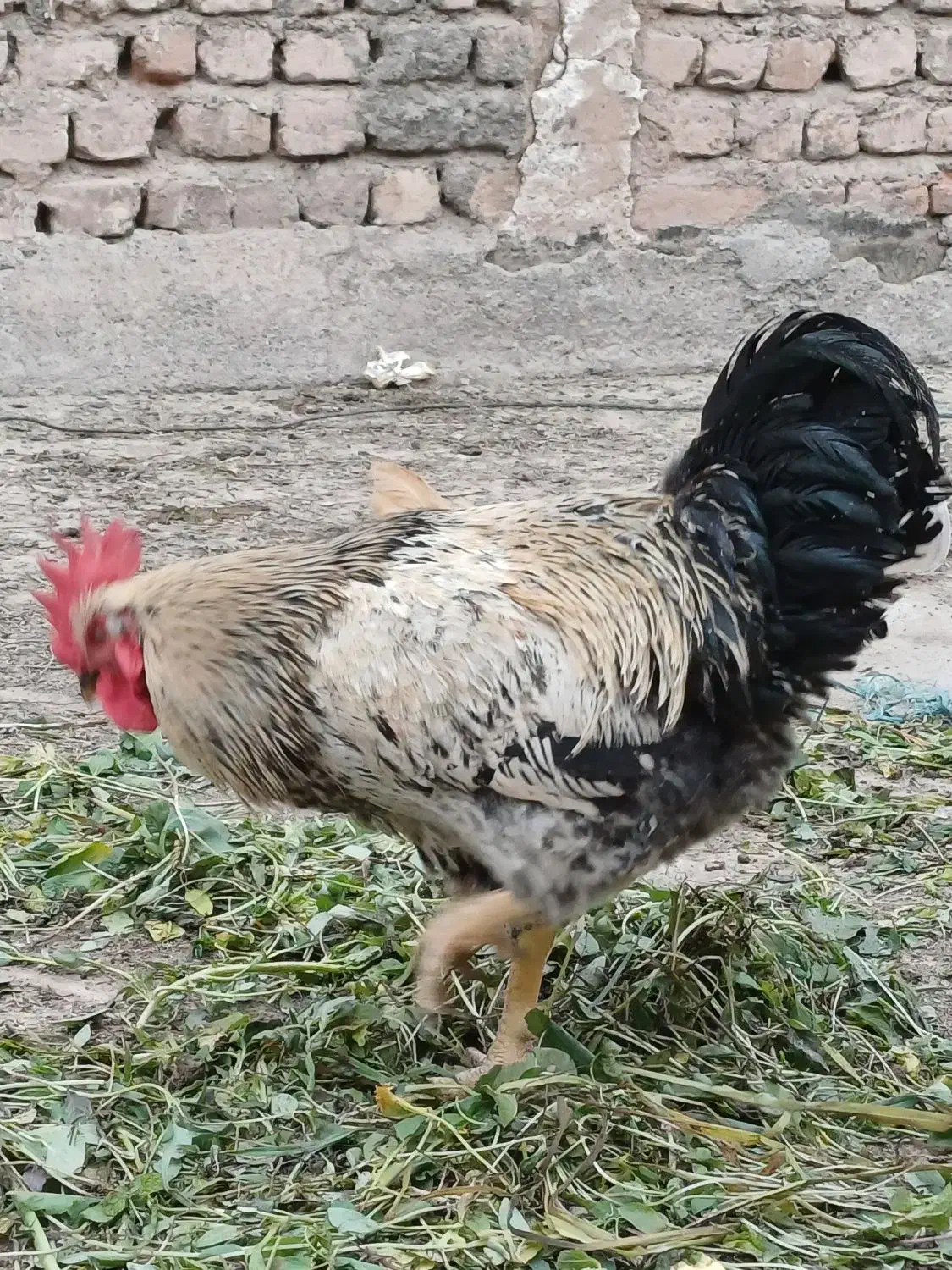 مرغ خروش مزرعه|حیوانات مزرعه|قم, شهرک امام حسن|دیوار