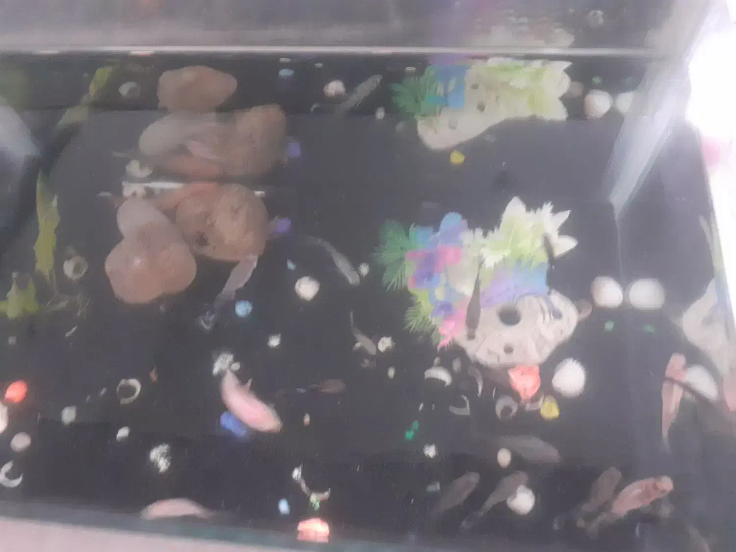 ماهی های گوپی|ماهی|اسلام‌شهر, مسکن مهر اسلاشهر (شهرک امام خمینی)|دیوار