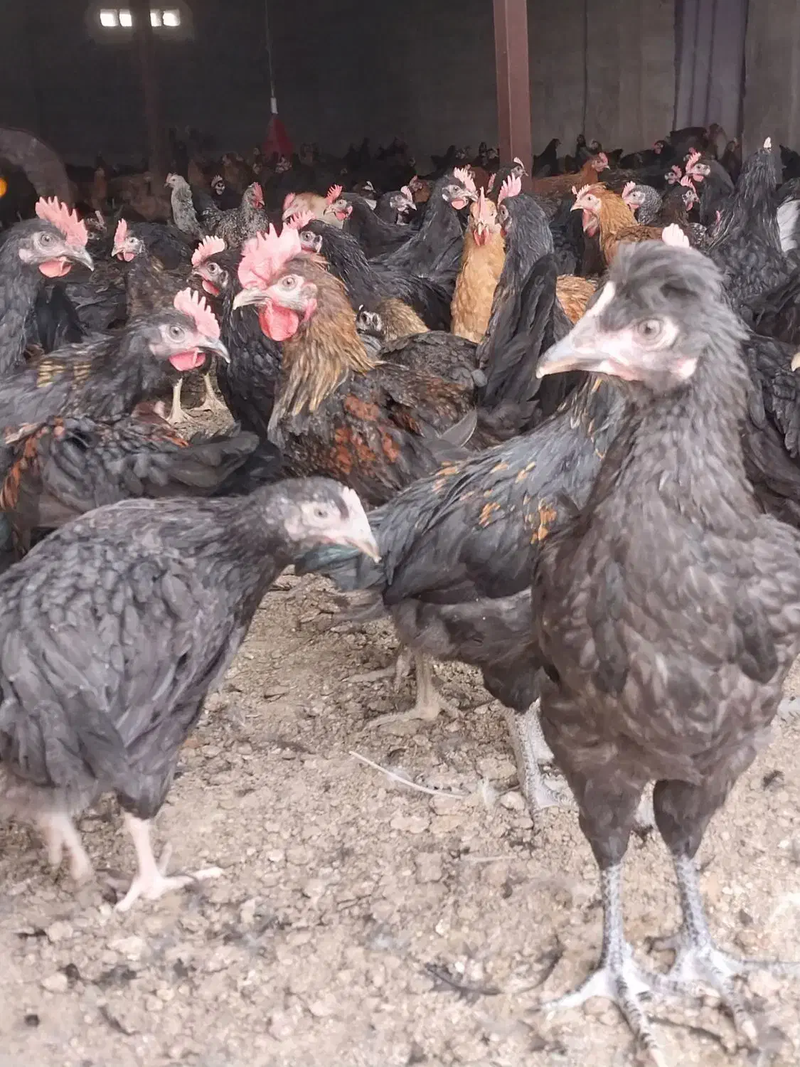 مرغ و خروس محلی درجه یک|حیوانات مزرعه|مرودشت, محمد آباد|دیوار