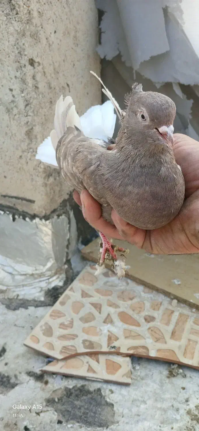 ماده دم قهوای|پرنده|شاهینشهر, شهرک امام علی|دیوار