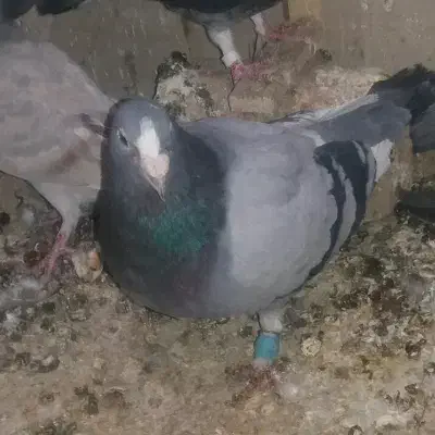 کفتر مسافتی|پرنده|بیرجند, |دیوار