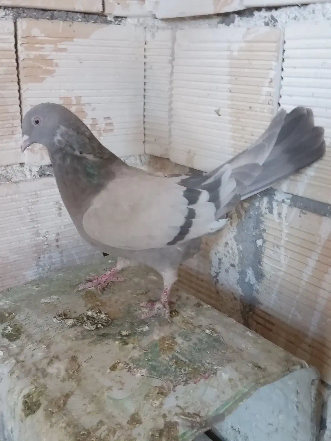 ماده نقره ای و قارایی|پرنده|سامان, |دیوار