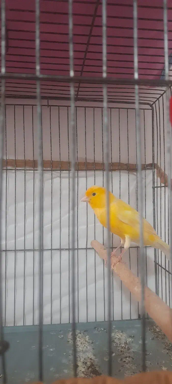 قناری نر|پرنده|قزوین, |دیوار