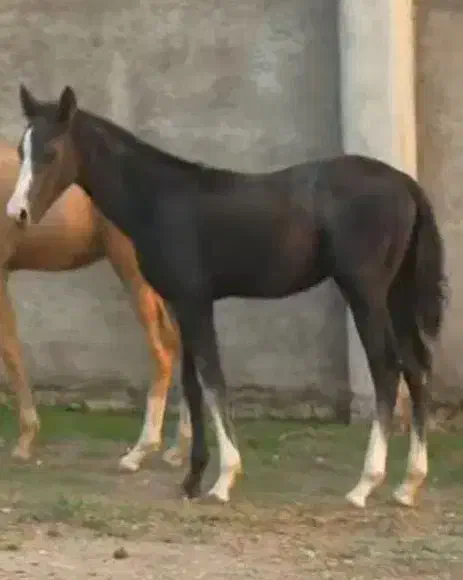 فروش کره نریان|اسب و تجهیزات اسبسواری|علیآباد کتول, |دیوار