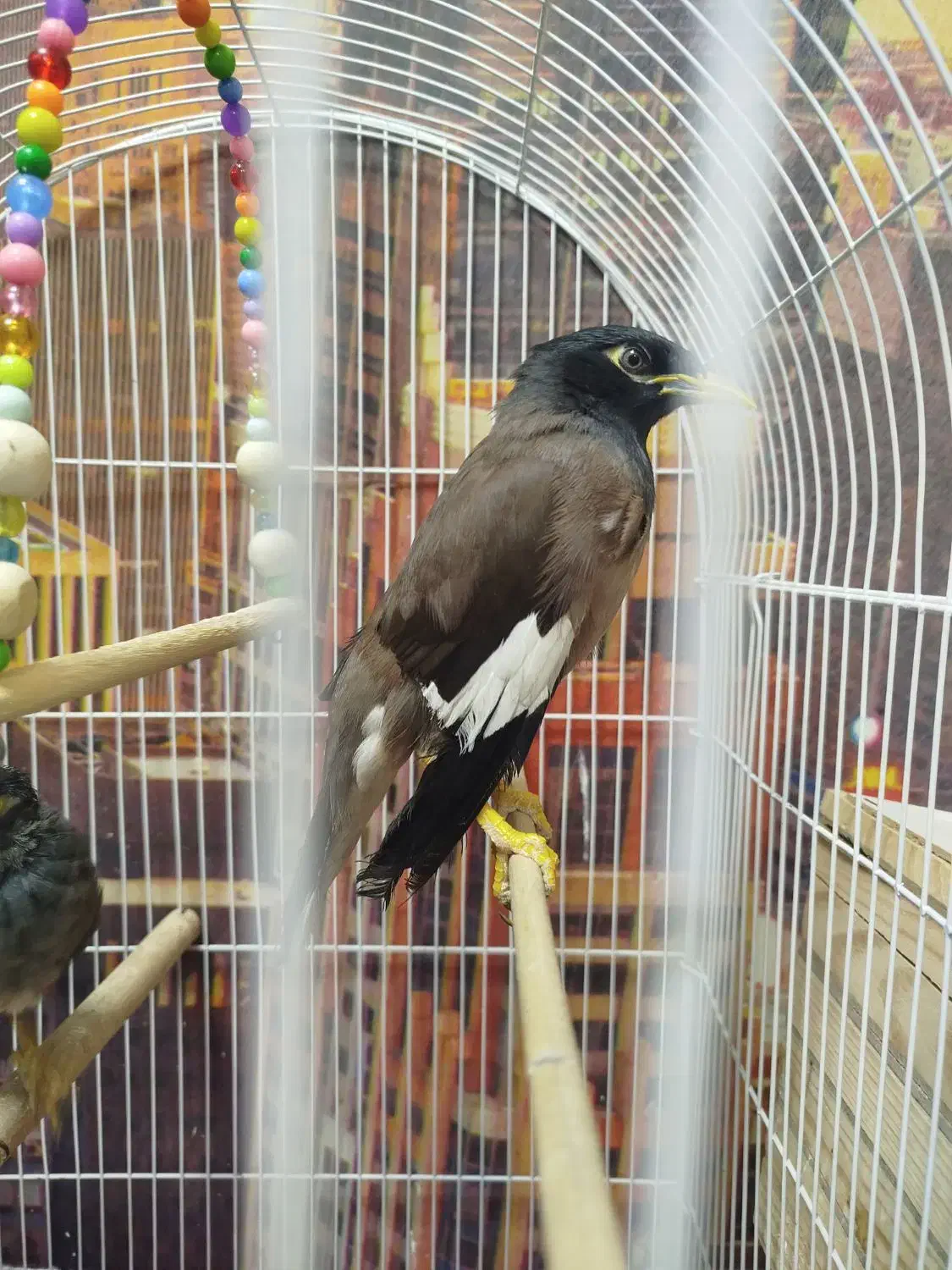 مرغ مینا نر|پرنده|فردیس, قریشی|دیوار