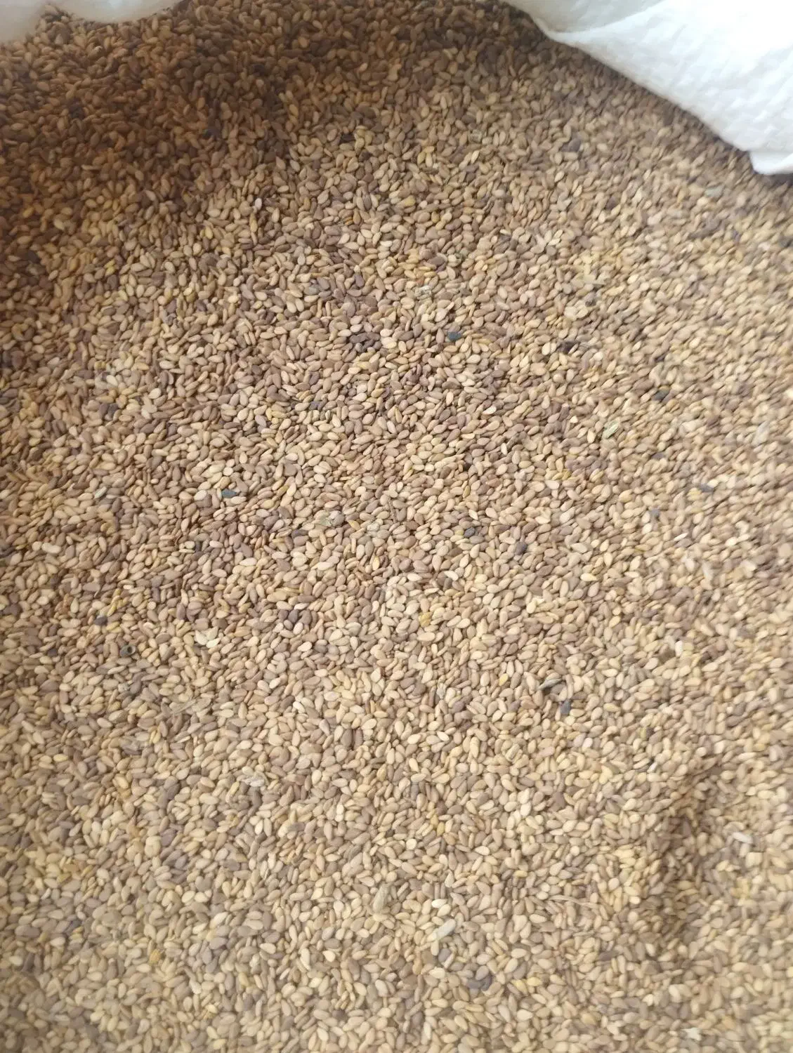 کنجد|عمده‌فروشی|مراوه, |دیوار