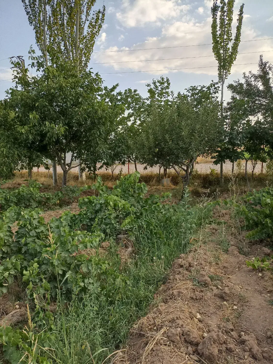 باغ میوه و انگور|فروش زمین و ملک کلنگی|خرمدره, |دیوار