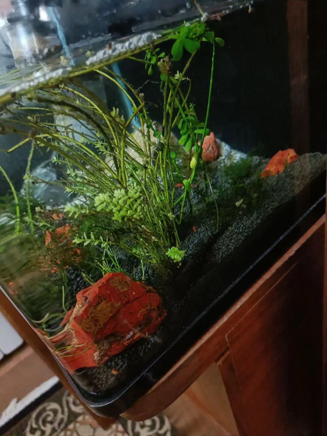 آکواریوم ماهی،پلنت گیاهی|ماهی|تهران, افسریه شمالی|دیوار