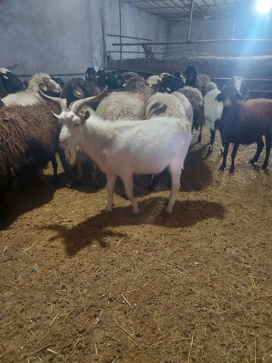 بز نر سانن چهار دندان اصل واسه نسل کشی|حیوانات مزرعه|سروآباد, |دیوار