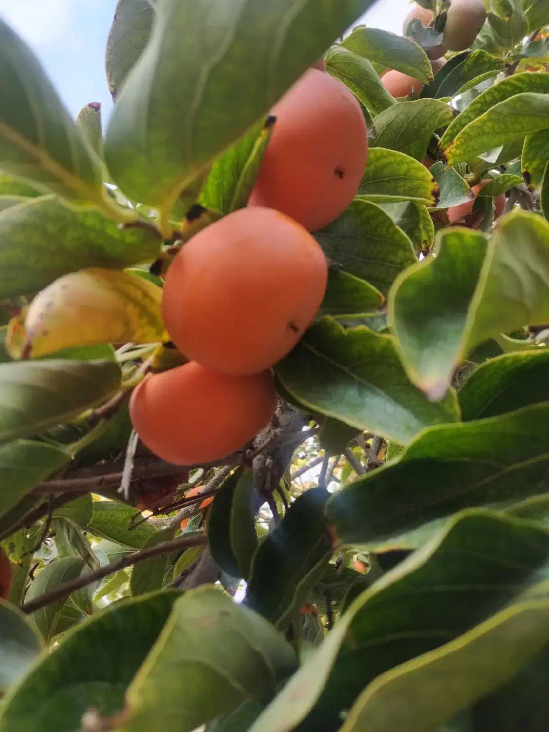 خرمالو|خوردنی و آشامیدنی|مزایجان, |دیوار