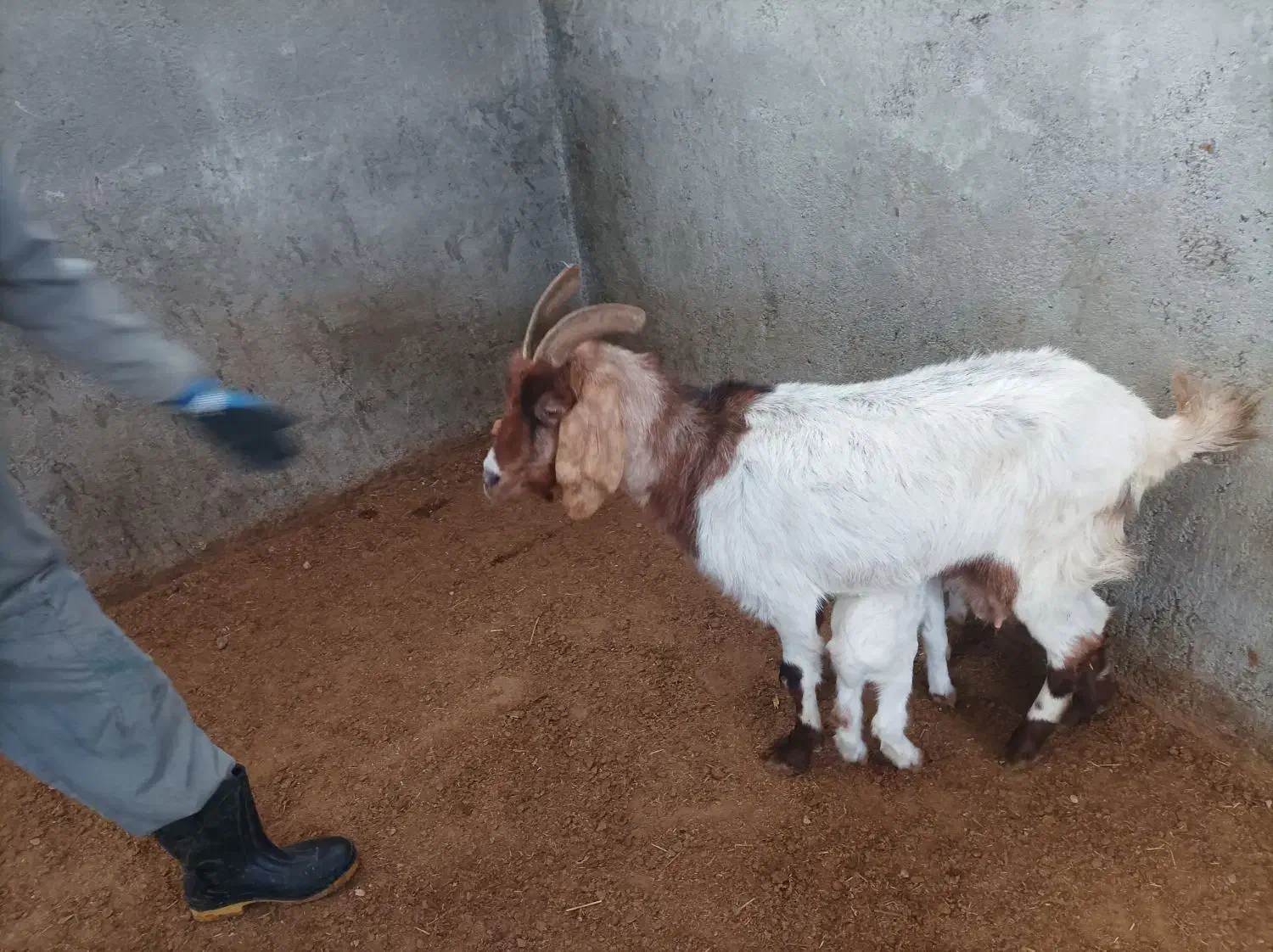 بز دو قلو|حیوانات مزرعه|شیروان (خراسان), |دیوار