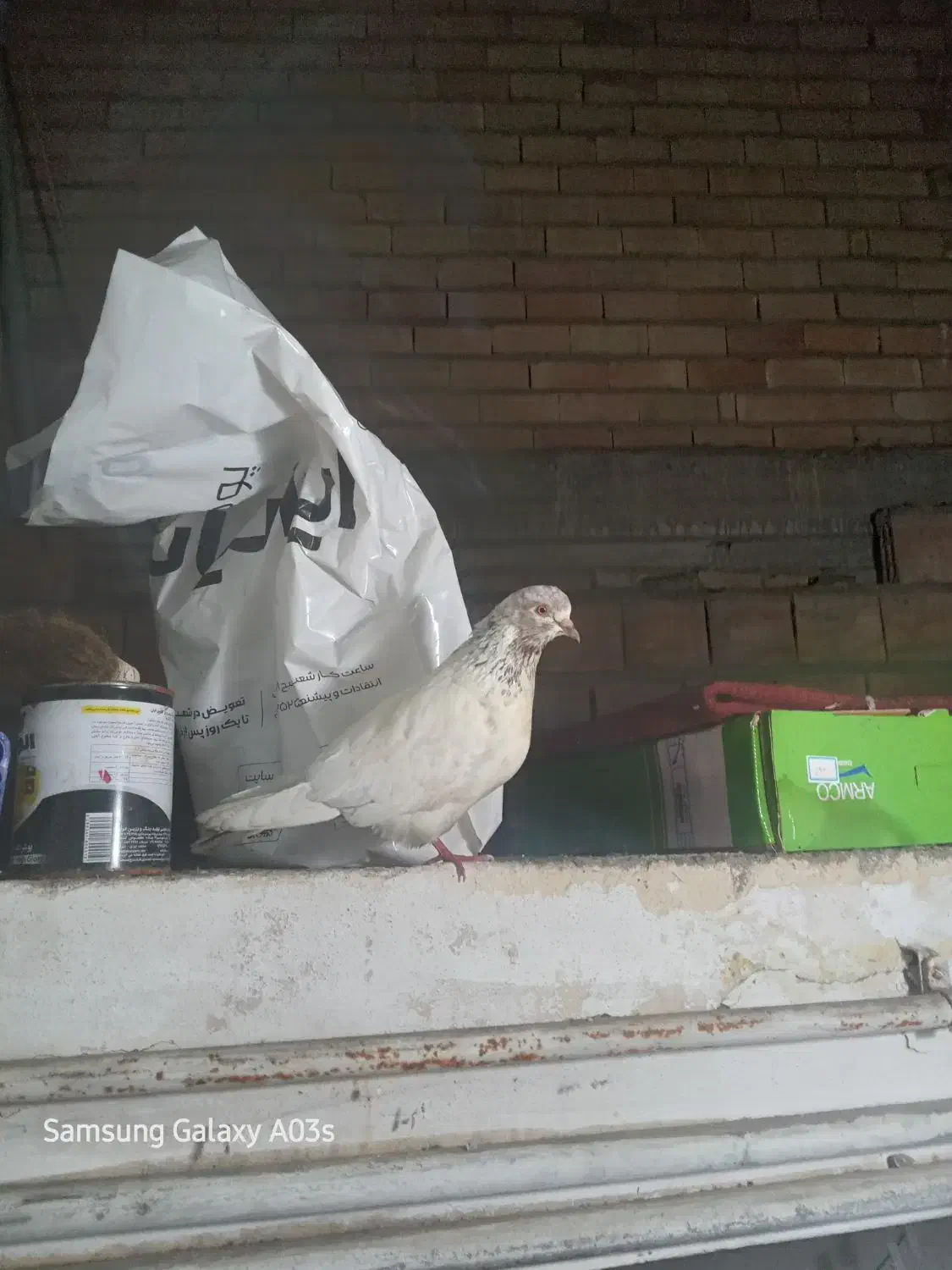 کفتر مست|پرنده|ساری, |دیوار