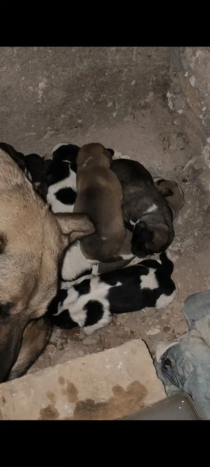 سگ سرابی|سگ|تهران, بوستان ولایت|دیوار