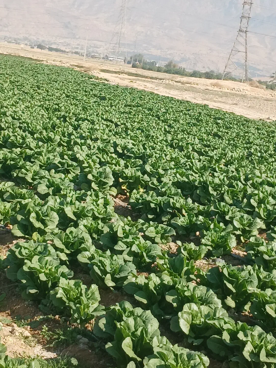 کاهو|اجارهٔ دفتر صنعتی، کشاورزی، تجاری|کازرون, |دیوار