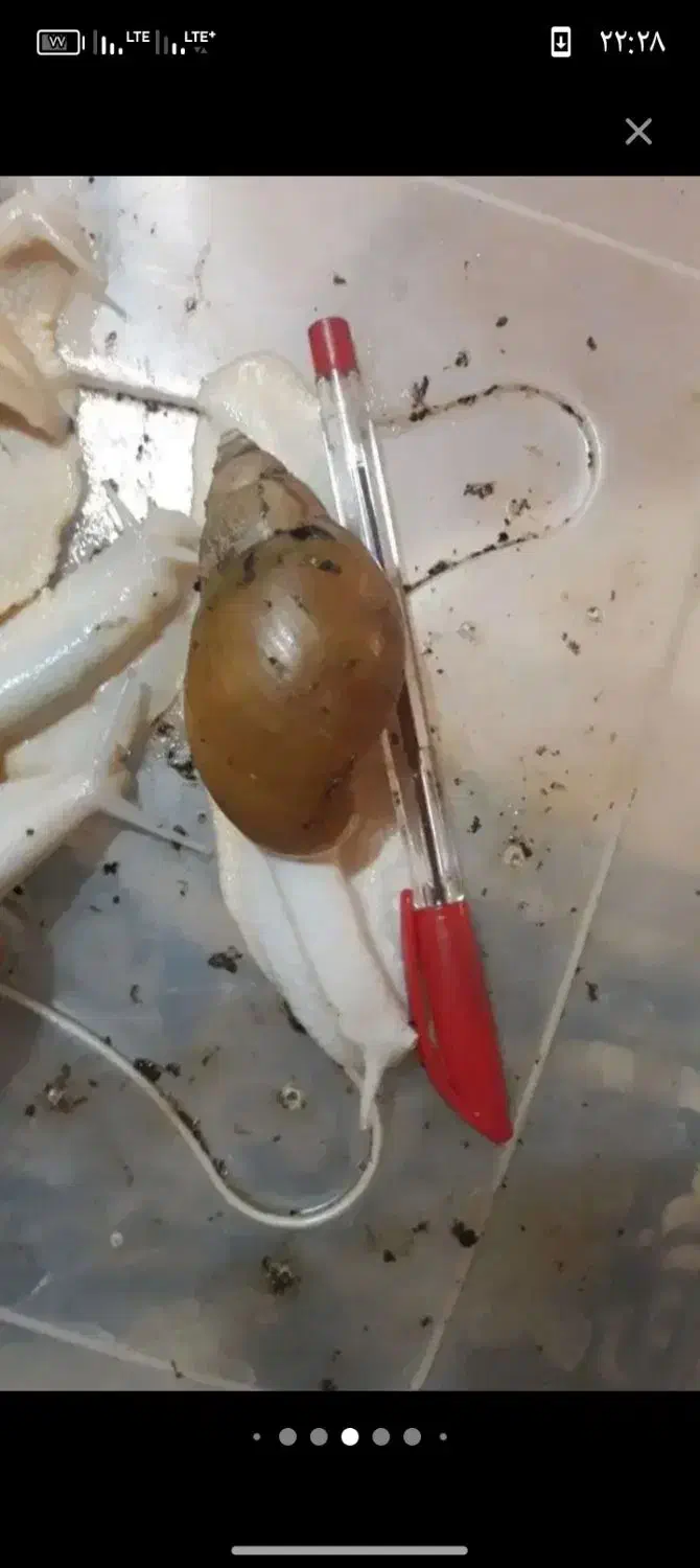 حلزون|خزنده|گناباد, |دیوار