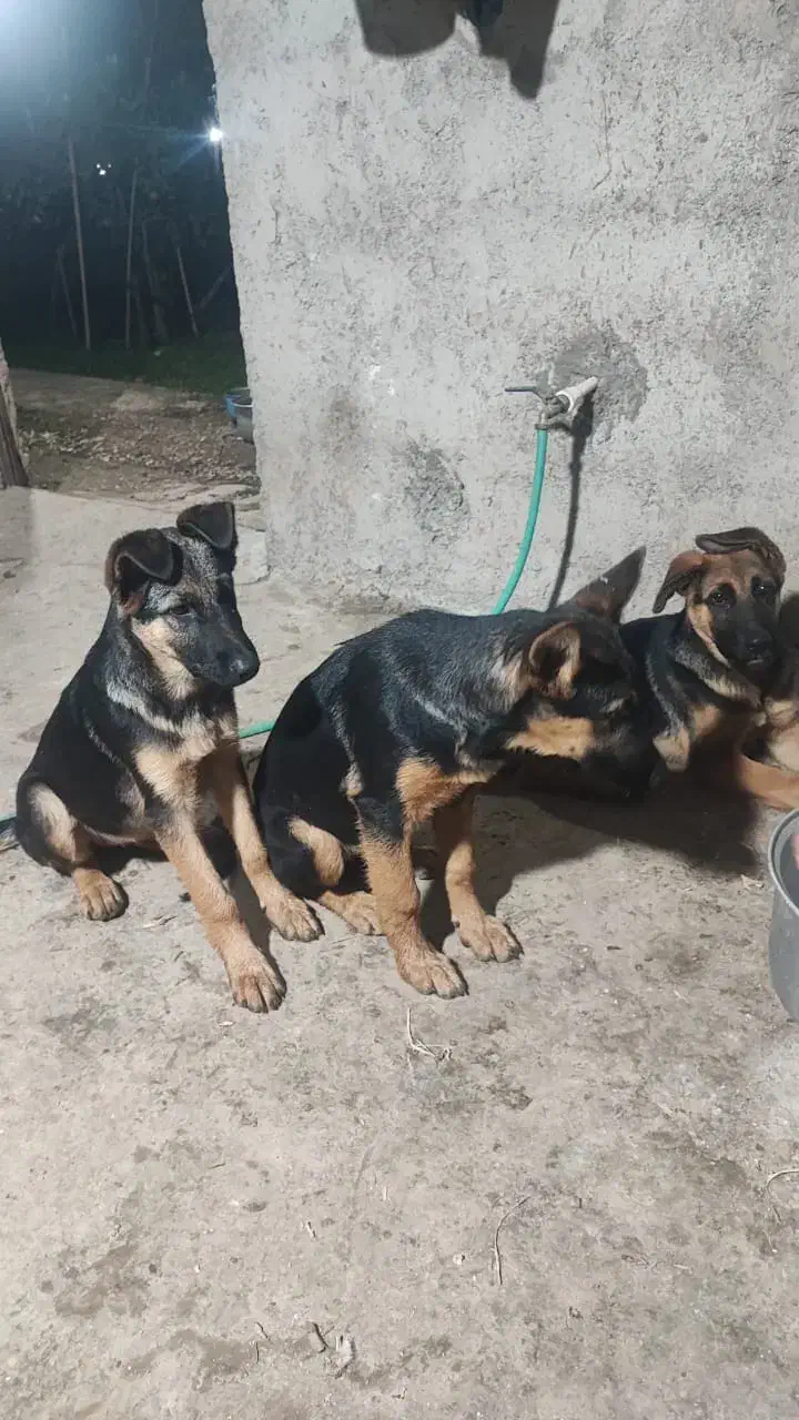 ژرمن شپرد|سگ|رشت, حومه رشت|دیوار