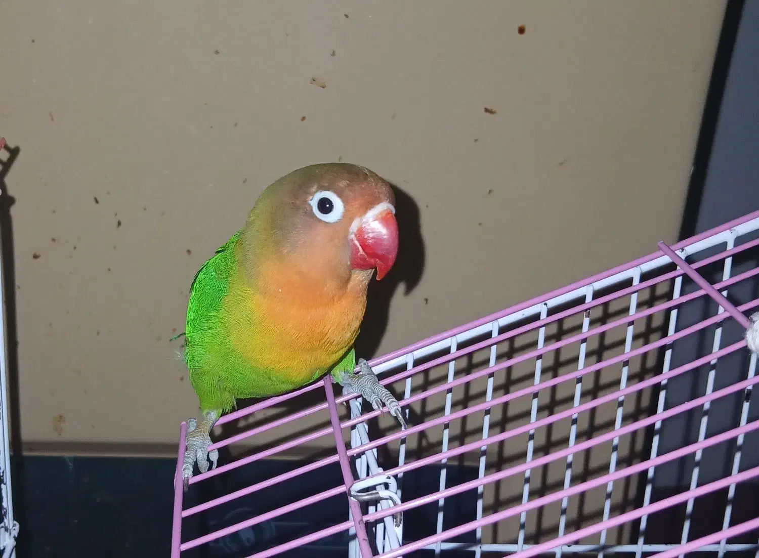 برزیلی فیشر ۵ماهه|پرنده|تهران, دانشگاه شریف|دیوار