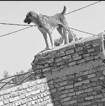 سگ افغانی|سگ|زابل, |دیوار