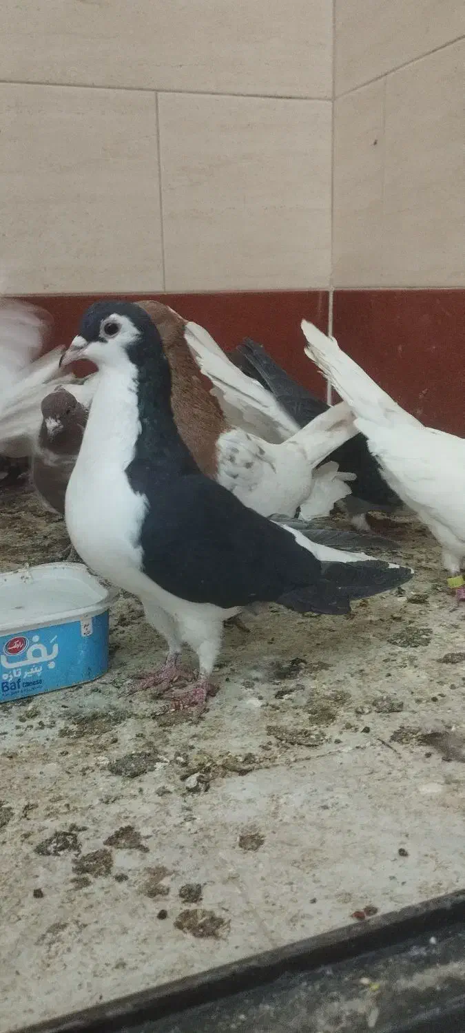 سه تا نر پرشی زرنگ|پرنده|اسلام‌شهر, شهرک سعیدیه|دیوار