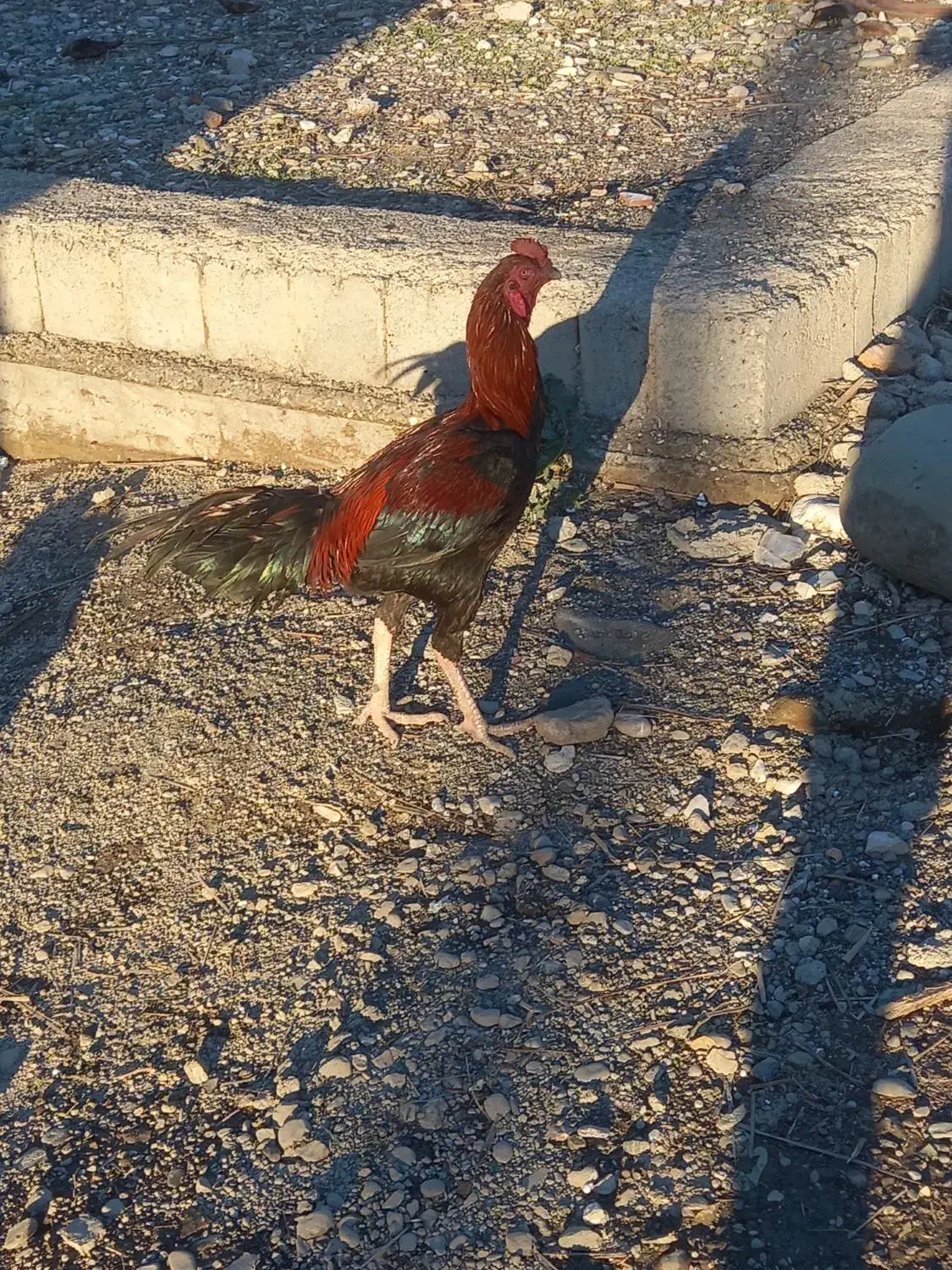 خروس لاری فول|حیوانات مزرعه|میناب, |دیوار