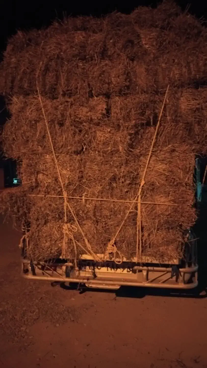 خدمات|خدمات باغبانی و درختکاری|بمانی, |دیوار