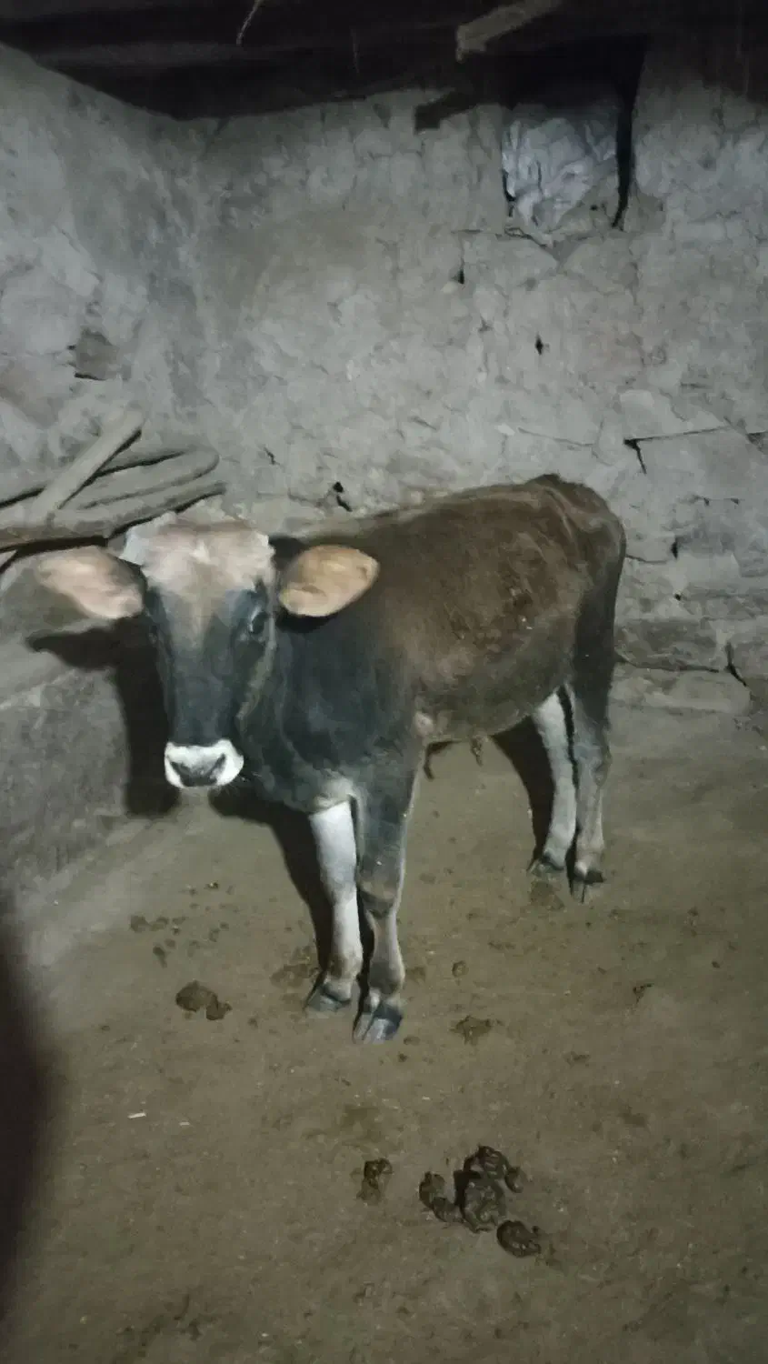 گوساله نردورگ بومی|حیوانات مزرعه|کلیائی, |دیوار