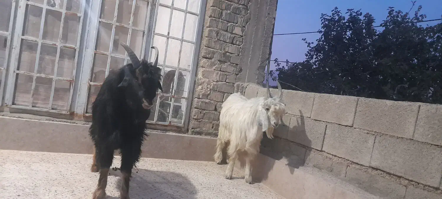 کهر نر برا تخمی|حیوانات مزرعه|مرودشت, تامین اجتماعی|دیوار