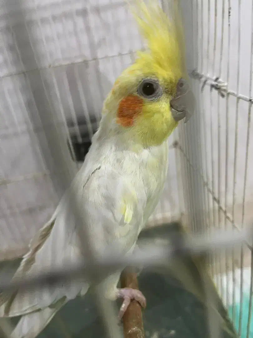 عروس هلندی|پرنده|رودهن, |دیوار