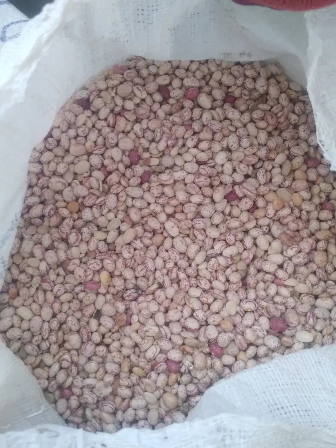 لوبیا چیتی|خوردنی و آشامیدنی|زرین دشت (فارس), |دیوار