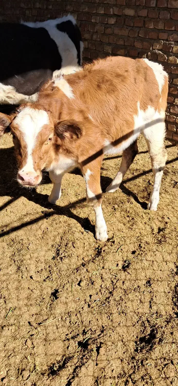 گوساله|حیوانات مزرعه|خوسف, |دیوار