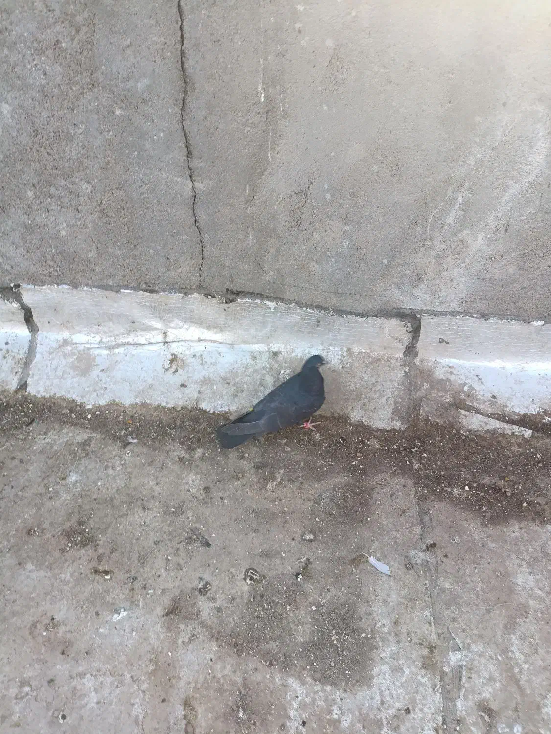 طوقی. زاغ|پرنده|حمیدیا, |دیوار